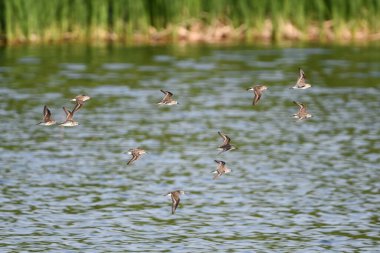 Bataklık üzerinde uçan bir yarı palmiye çulluğu sürüsü.