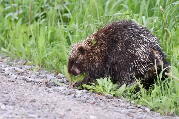 Scène Champêtre Porc Épic Broutant Sur Herbe Long Bord Route — Photo