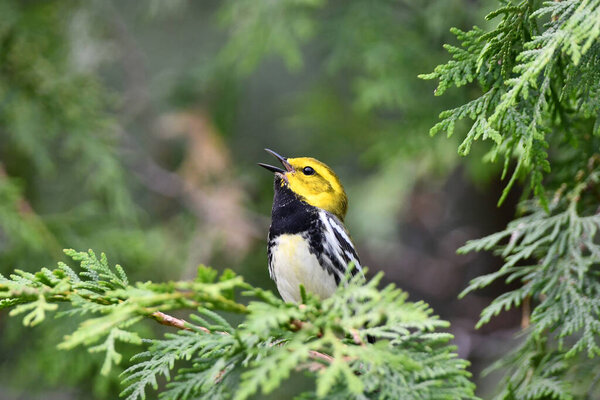 Male Black-throated Green Warbler sits perched in a cedar tree singing