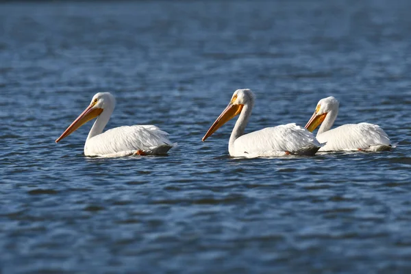 Flock American White Pelicans Drift Bay Migration North — Stock Photo, Image