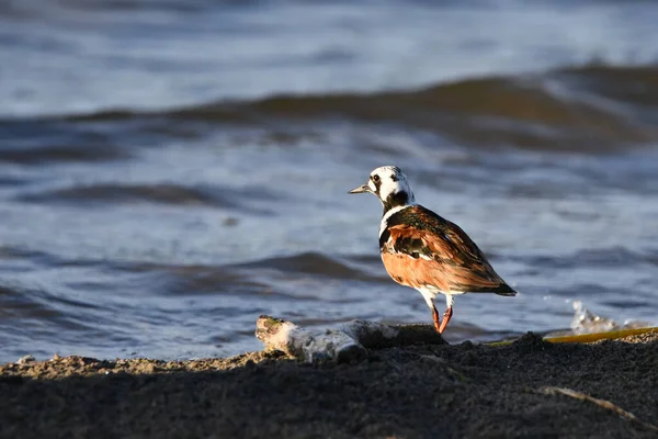 迁移期间 Ruddy Turnstone海岸鸟站在安大略湖沿岸 — 图库照片