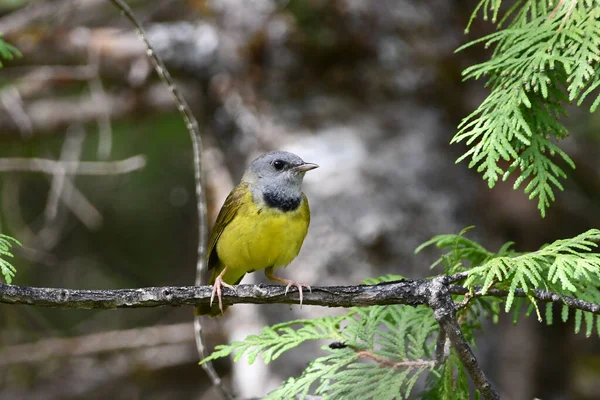 Warbler Luto Empoleirado Ramo — Fotografia de Stock