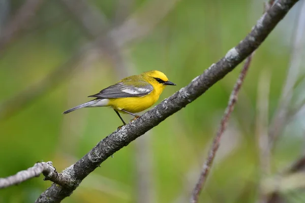 Niebieskoskrzydły Warbler Usiadł Gałęzi Łące — Zdjęcie stockowe