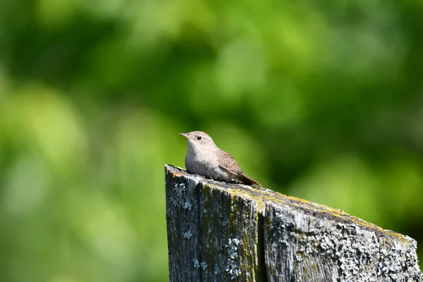 House Wren Śpiew Ptak Spoczywa Słupie Ogrodzenia — Zdjęcie stockowe