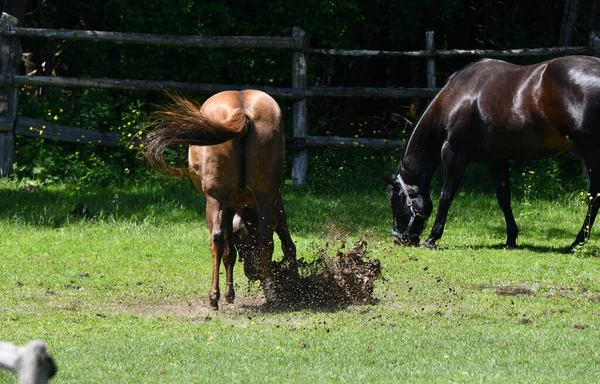 Funny Horse Plays Puddle Rain Storm — Stock Photo, Image