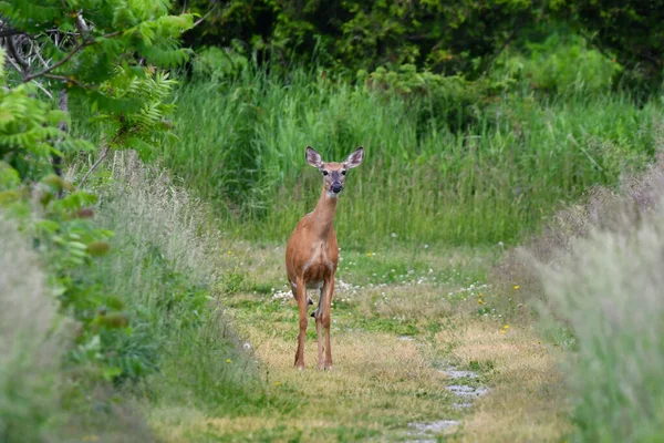 White tailed deer stands on hiking trail in conservation area