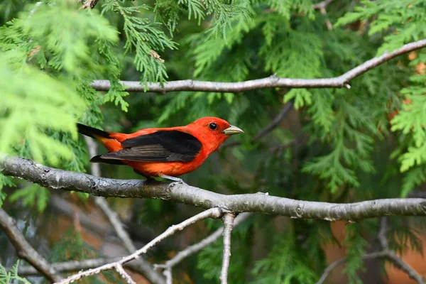 Colorido Vermelho Macho Scarlet Tanager Pássaro Senta Empoleirado Ramo — Fotografia de Stock