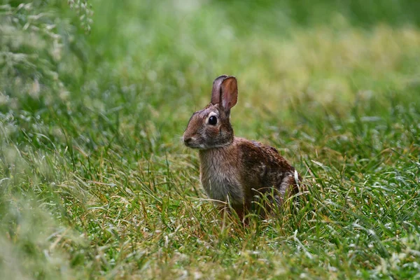 Východní Cottontail Bunny Králík Trávě Parku Rozhlíží — Stock fotografie