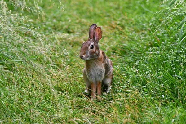 東コットンテールウサギ公園で芝生の上で見て回る — ストック写真