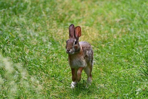 Wschodni Królik Cottontail Hops Wzdłuż Trawy Parku — Zdjęcie stockowe