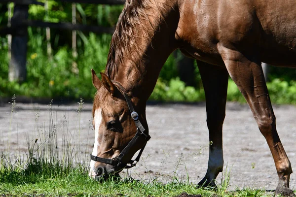 Chestnut Horse Grazing Grass Sand Exercise Ring — Stock Photo, Image