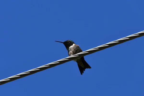 Rubi Fêmea Throated Hummingbird Local Empoleirado Fio Hidráulico Longo Estrada — Fotografia de Stock