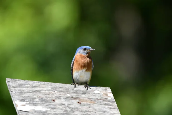 东方的雄性蓝鸟栖息在鸟屋上 — 图库照片