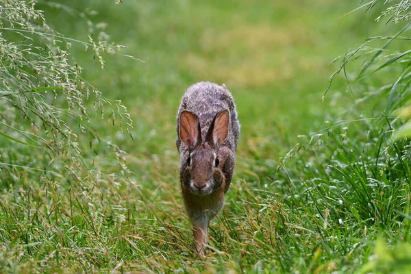 Wschodni Królik Cottontail Hops Wzdłuż Trawy Parku — Zdjęcie stockowe