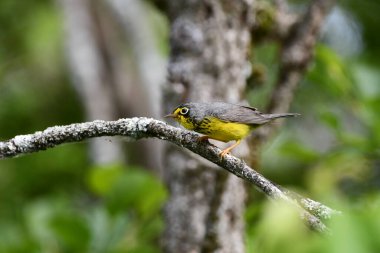 Canada Warbler ormandaki bir dalda oturuyor.