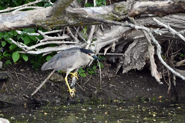 Black Crowned Night Heron Sits Perched Fallen Tree Edge River — Foto Stock