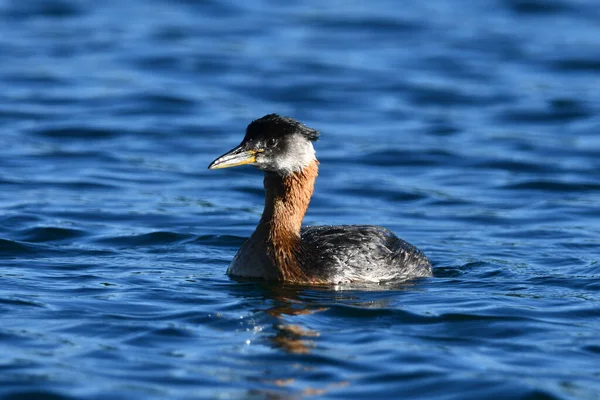 Lake Scene Colorful Red Necked Grebe Duck Swimming Water — 스톡 사진