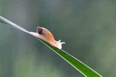 Yeşil arka planda çimlerin üzerinde güzel bir salyangoz.
