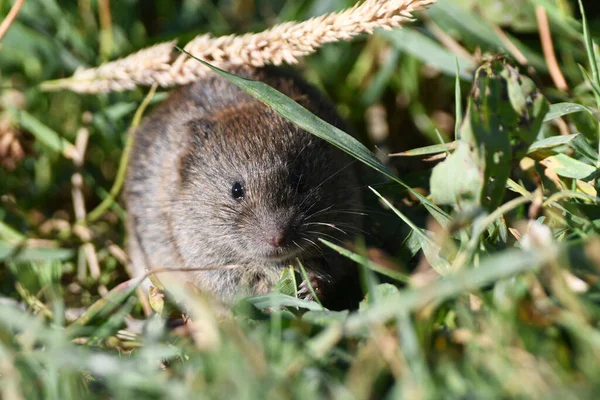 Field Mouse Eating Grass Edge Meadow — Stok fotoğraf