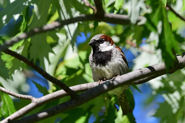 House Sparrow Sits Perched Tree – stockfoto