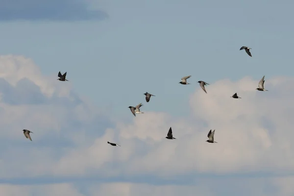 Flock Black Terns Flight — Foto de Stock