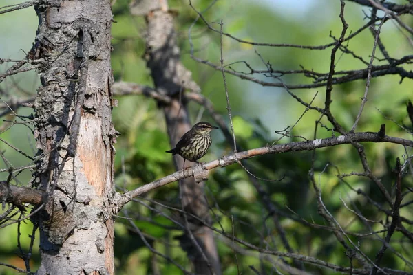 Northern Water thrush bird perched on a branch in the forest