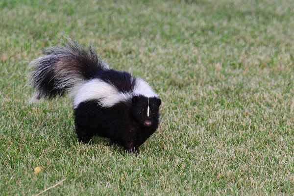 芝生の上を歩く都会の野生動物のスカンク — ストック写真