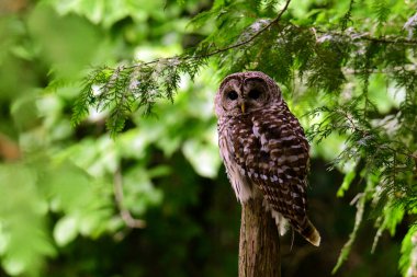 Parmaklıklı baykuş ormandaki kırık ağaç kütüğüne tünemiş.