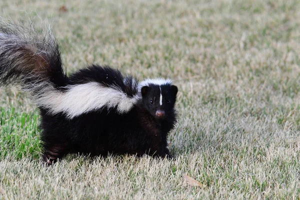 芝生の上を歩く都会の野生動物のスカンク — ストック写真