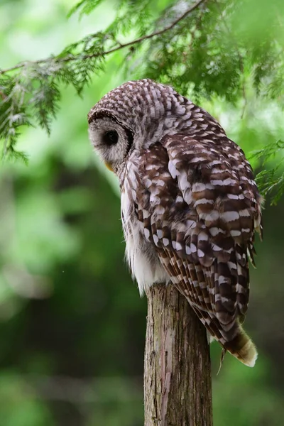 Barred Owl Sits Perched Broken Tree Stump Forest — 图库照片