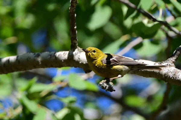 Pine Warbler Bird Sits Perched Tree — Stockfoto