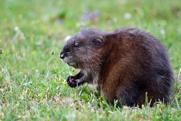 Cute Muskrat Sits Lawn Eating Stems Grass — Foto Stock