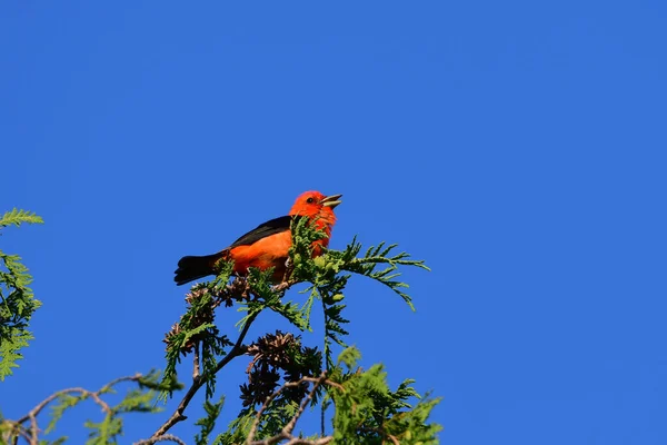 Colorful Male Scarlet Tanager Sits Perched Top Cedar Tree — Stock Photo, Image