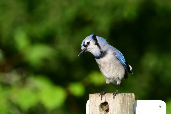Colorful Blue Jay bird sits perched on a sign post