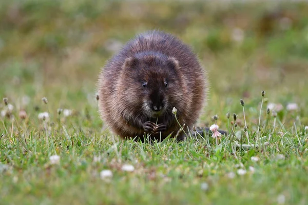 Cute Muskrat Sits Lawn Eating Stems Grass — Stock Photo, Image