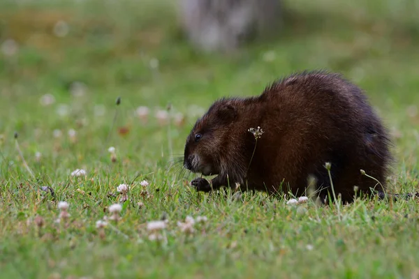 Carino Muskrat Siede Sul Prato Mangiare Steli Erba — Foto Stock