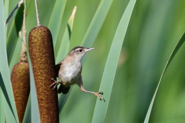 Marsh Wren perched on cattails in the marsh 
