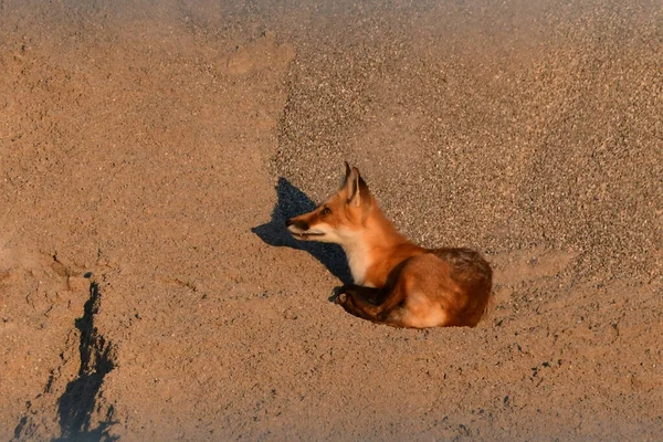 Adult Red Fox Resting Sand Pile Gravel Pit — Fotografia de Stock