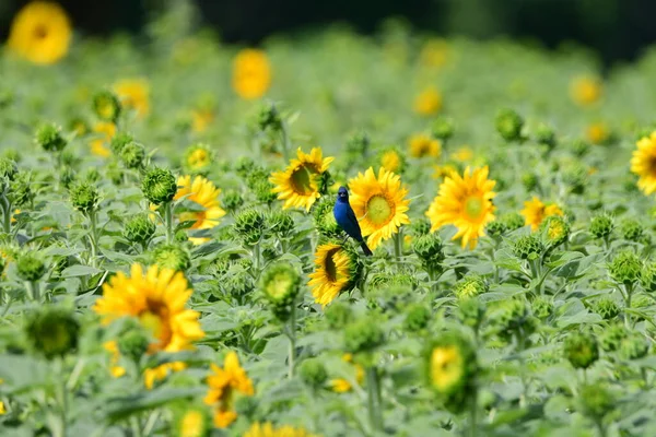 Colorful Scene Blue Indigo Bunting Bird Perched Field Sunflowers — Fotografia de Stock