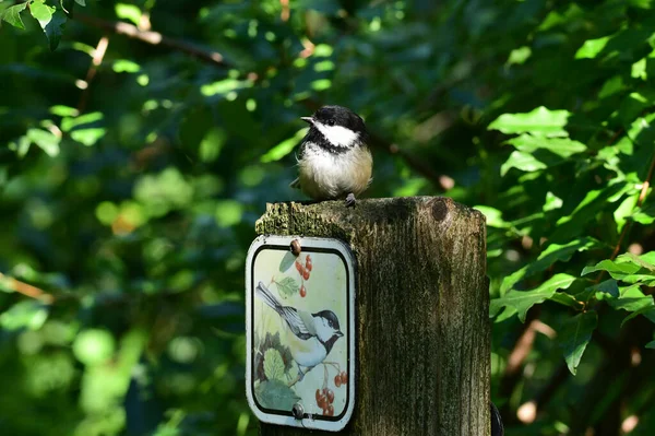 Cute Black Capped Chickadee bird sits perched on a trail marker for a hiking trail called chickadee trail