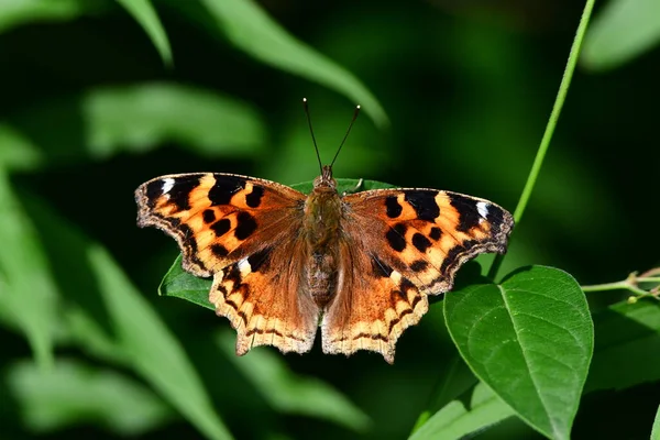 Comma Butterfly Sits Leaf Edge Forest Royalty Free Stock Images