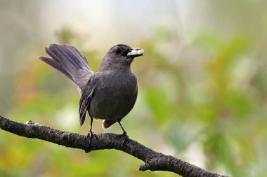 Gray Catbird sits perched on a branch with a beak full of berries