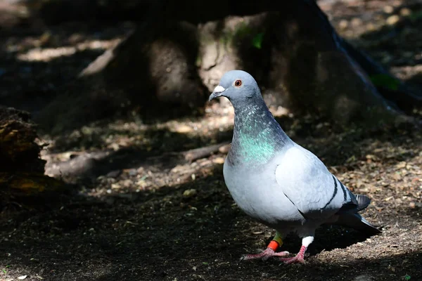 Racing Pigeon Leg Tracking Bands Walks Lost Forest — Stockfoto