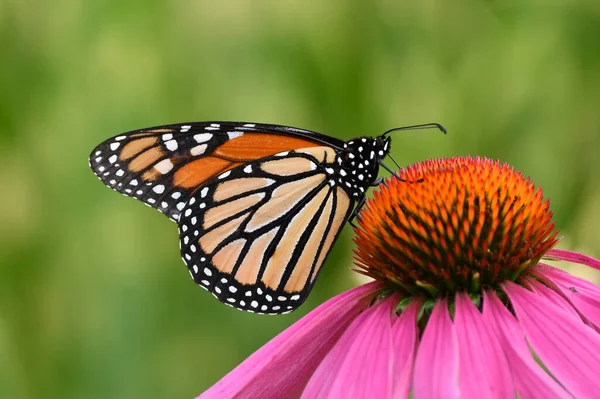 Colorful Monarch Butterfly Sits Perched Cone Flower — Foto Stock