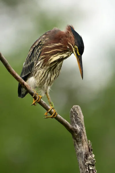 Green Heron Bird Perched Tree Wetlands — Stockfoto