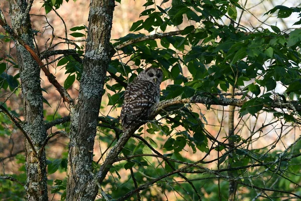 Cute Barred Owl Sits Tree Looking — Φωτογραφία Αρχείου