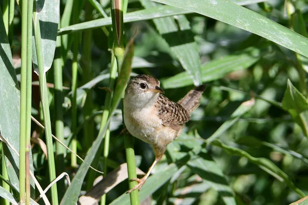 Sedge Wren hiding in tall grass along edge of meadow