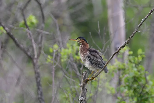 Green Heron Bird Perched Tree Wetlands — 图库照片