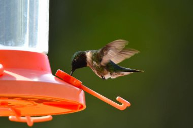 Male hummingbird at oriole feeder in flight takes a drink