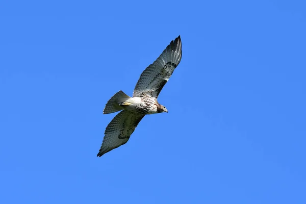 Red Tailed Hawk Flight Wings Spread Blue Sky — Fotografia de Stock